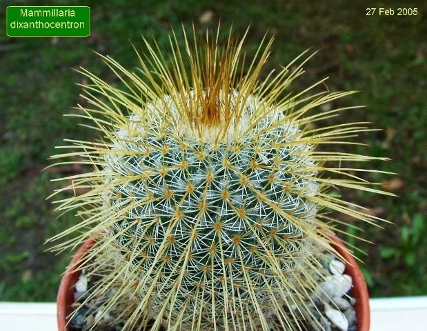 Mammillaria _dixanthocentron_ 02